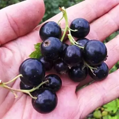 Смородина чёрная ГЕРКУЛЕС в Пинске