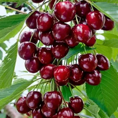 Черешня ХЕЛЕНА колоновидная в Пинске
