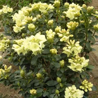 Рододендрон ГОЛДКРОН в Пинске