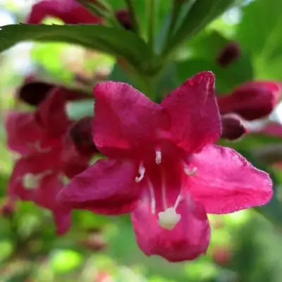 Вейгела БРИСТОЛЬ РУБИ в Пинске