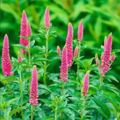 Вероника РОНИКА ФУКСИЯ в Пинске