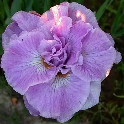 Ирис ИМПЕРИАЛ ОПАЛ сибирский в Пинске