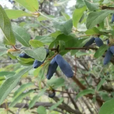 Жимолость съедобная ПУШКИНСКАЯ в Пинске