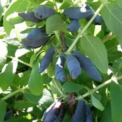 Жимолость съедобная НИМФА (ГАММА) в Пинске