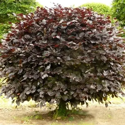 Бук лесной АТРОПУНИЦЕА в Пинске