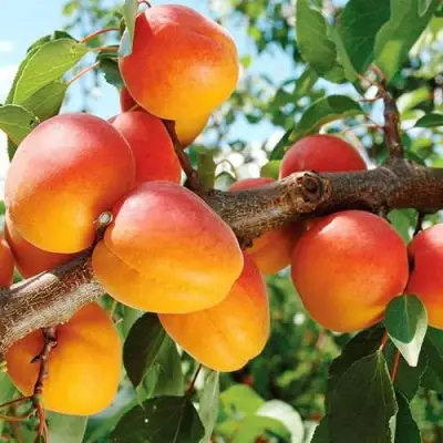 Абрикос ТРИУМФ СЕВЕРНЫЙ в Пинске