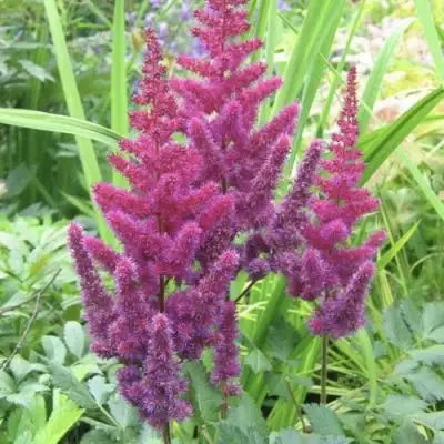 Астильба КАРАОКЕ ПАРТИ китайская в Пинске