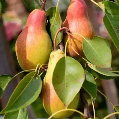 Груша РУССКАЯ КРАСАВИЦА (КРАСАВИЦА ЧЕРНЕНКО) в Пинске