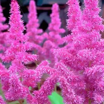 Астильба АМЕТИСТ Арендса в Пинске