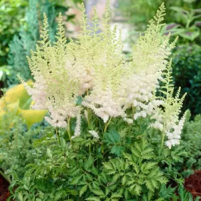 Астильба МИЛК ЭНД ХАНИ китайская в Пинске