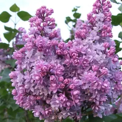 Сирень КОЛХОЗНИЦА в Пинске