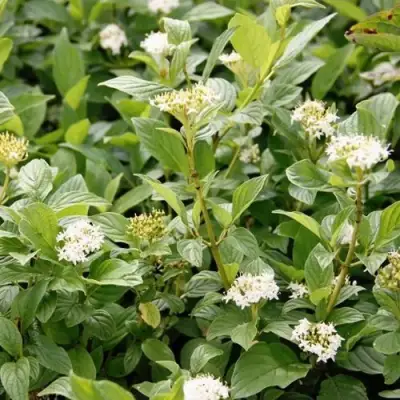 Дерен ФЛАВИРАМЕА отпрысковый в Пинске