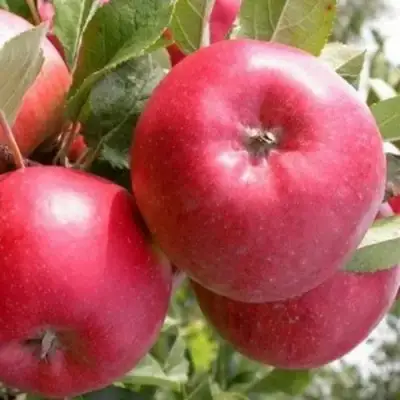 Яблоня ПОСПЕХ в Пинске