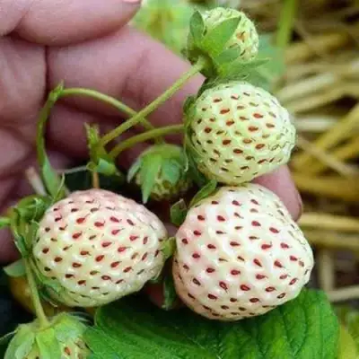 Клубника АНАНАСА ремонтантная в Пинске