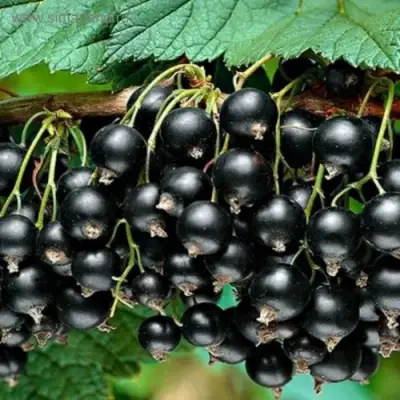 Смородина черная БЕН КОНАН в Пинске