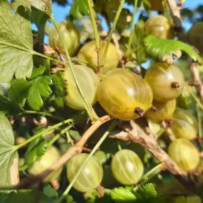 Крыжовник БЕЛОРУCСКИЙ САХАРНЫЙ 2 в Пинске