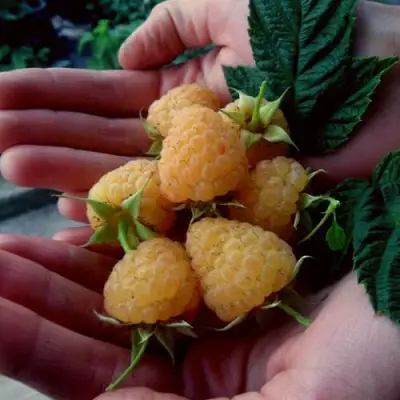 Малина ЗЮГАНА ЗОЛОТАЯ в Пинске