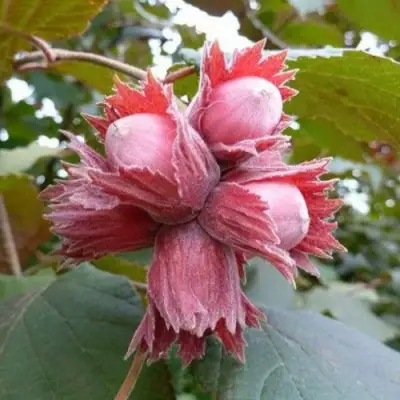 Фундук СКАРЛЕТТ в Пинске