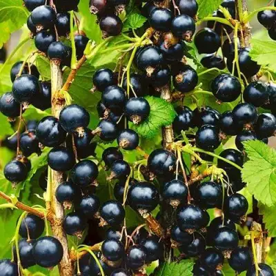 Смородина чёрная ИЗЮМНАЯ в Пинске