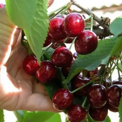 Черешня СЮБАРОВСКАЯ в Пинске