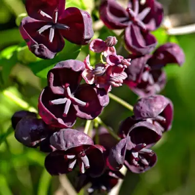 Акебия ПЯТЁРНАЯ  в Пинске