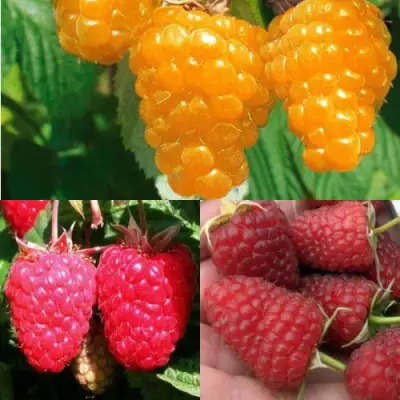 Комплект ЗОЛОТАЯ МАЛИНА в Пинске