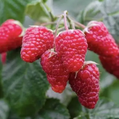 Малина МАРОСЕЙКА в Пинске