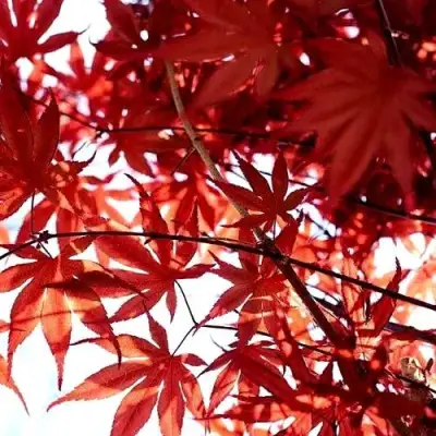 Клен пальмолистный в Пинске