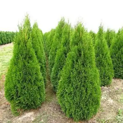 Туя СМАРАГД западная в Пинске