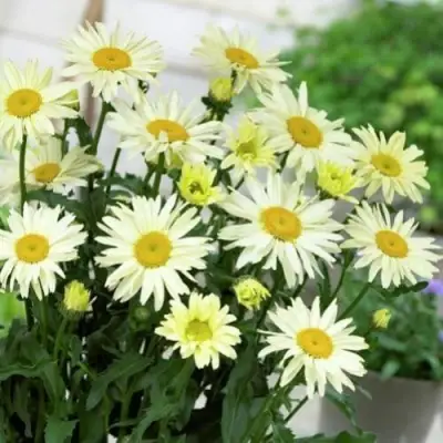 Нивяник БРОДВЕЙ ЛАЙТС великолепный в Пинске