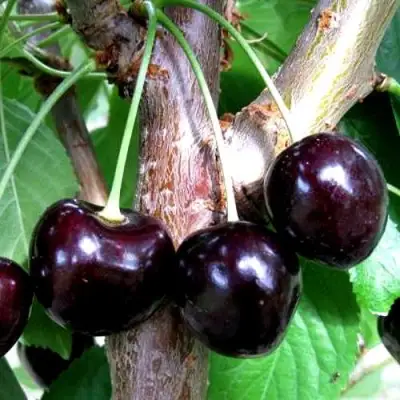 Вишня ШОКОЛАДНИЦА в Пинске