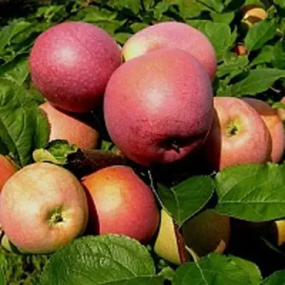 Яблоня СЛАВА ПОБЕДИТЕЛЯМ в Пинске