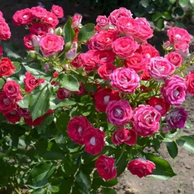 Роза ШОНЕ КОБЛЕНЦЕРИН флорибунда в Пинске