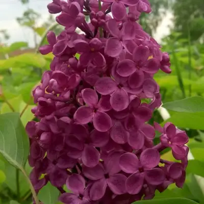 Сирень ИНДИЯ в Пинске