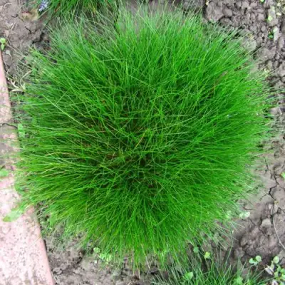 Овсяница ГОТЬЕ в Пинске