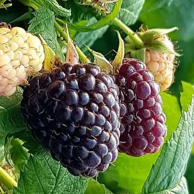 Малина БЛЭК ПОЛЬКА (ХЕБАН) в Пинске