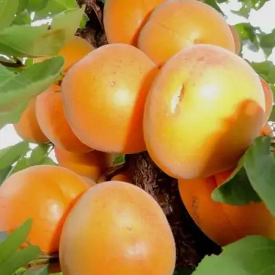Абрикос ДЕСЕРТНЫЙ в Пинске