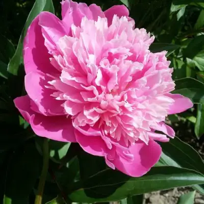 Пион ГОЛУБАЯ ХРИЗАНТЕМА травянистый в Пинске