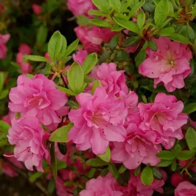 Азалия РОЗИНЕТТА японская в Пинске