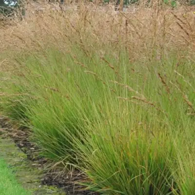 Молиния ПОЛ ПЕТЕРСОН голубая в Пинске