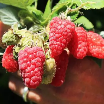 Малина ПАТРИЦИЯ в Пинске