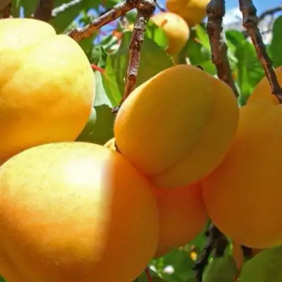 Абрикос ПАМЯТЬ ЛОЙКО в Пинске