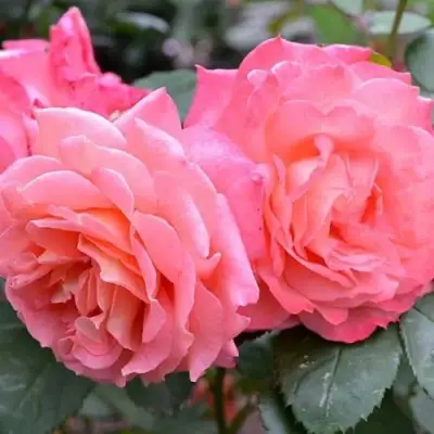 Роза ИНСТИТУТ ЛЮМЬЕР шраб в Пинске