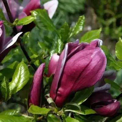 Магнолия НИГРА в Пинске