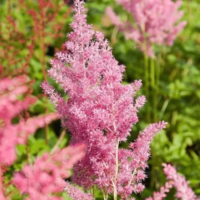 Астильба РЕЙНЛЕНД японская в Пинске