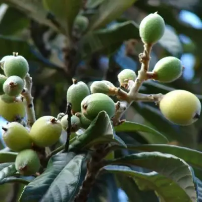 МУШМУЛА  в Пинске