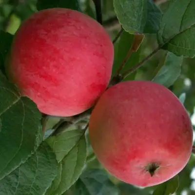 Яблоня СУЙСЛЕПСКОЕ (МАЛИНОВКА) в Пинске