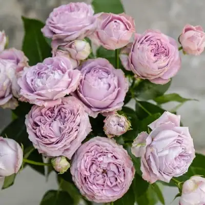 Роза ЛАВАНДЕР БАБЛС спрей в Пинске