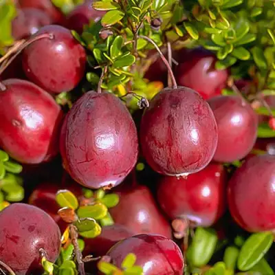 Клюква БЕН ЛИР в Пинске