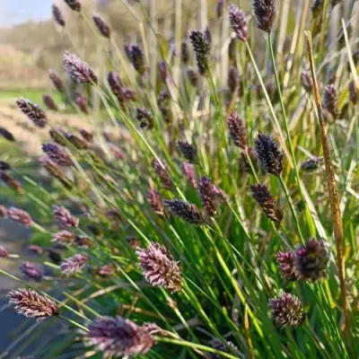 Сейслерия ХЕФЛЕРА в Пинске